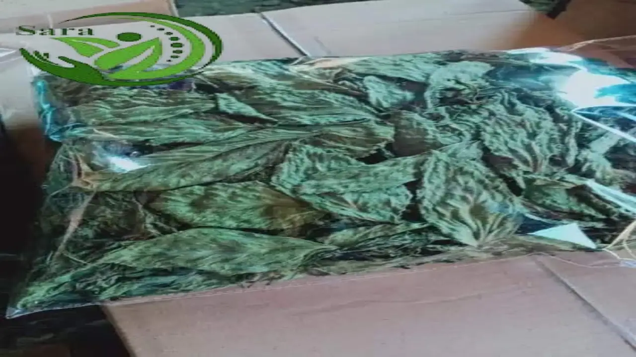 Dried Molokhia Exporter from Egypt